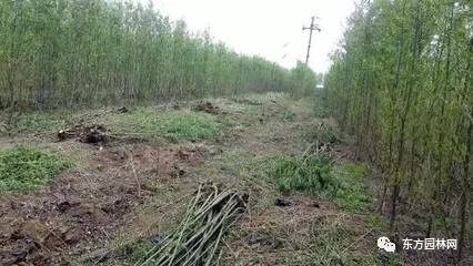 綠化苗木的培育、栽植與管理 樹木種植經營全流程指南
