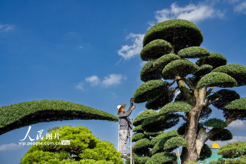 浙江金華 盆景整形激活綠色富民，樹木種植拓展經濟新路